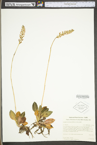 Goodyera pubescens image