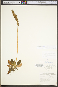 Goodyera pubescens image