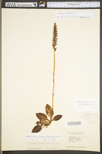 Goodyera pubescens image