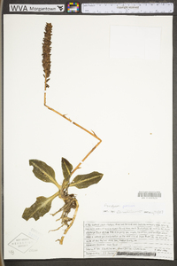 Goodyera pubescens image