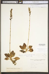 Goodyera pubescens image