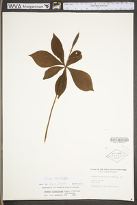 Isotria verticillata image