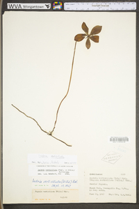 Isotria verticillata image