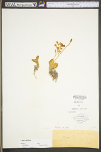 Liparis liliifolia image