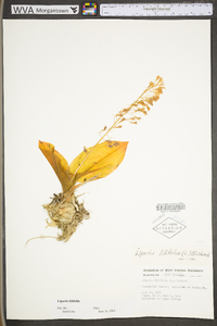 Liparis liliifolia image