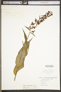 Epipactis helleborine image