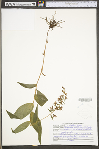 Epipactis helleborine image