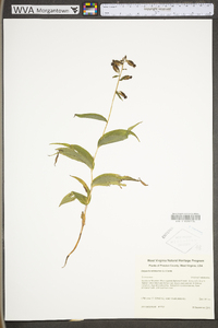 Epipactis helleborine image