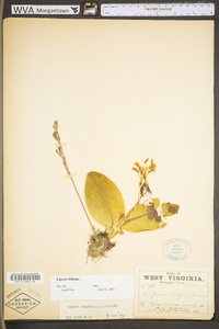 Liparis liliifolia image