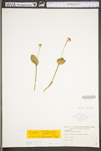 Malaxis unifolia image