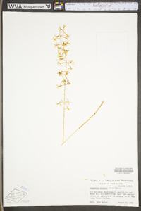 Tipularia discolor image
