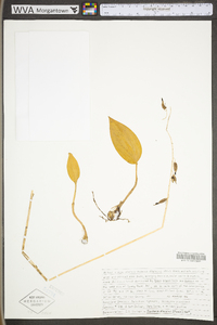 Tipularia discolor image