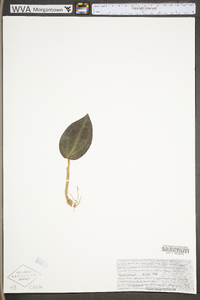 Tipularia discolor image