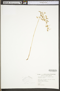 Tipularia discolor image