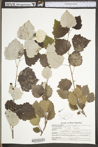 Populus alba image