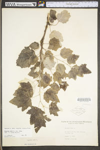 Populus alba image