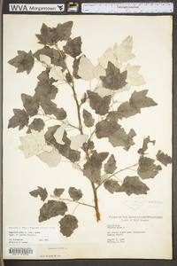 Populus alba image