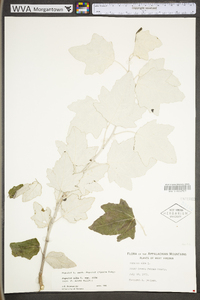 Populus alba image