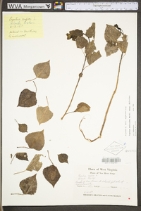 Populus deltoides subsp. deltoides image