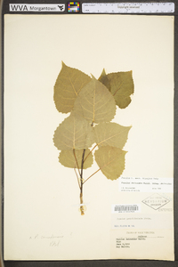 Populus deltoides subsp. deltoides image