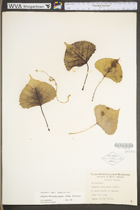 Populus deltoides subsp. deltoides image