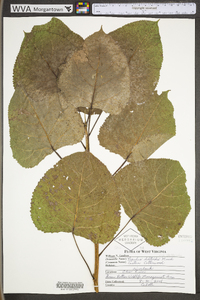 Populus deltoides subsp. deltoides image