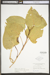 Populus deltoides subsp. deltoides image