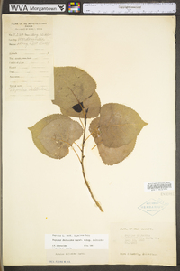 Populus deltoides subsp. deltoides image