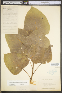 Populus deltoides subsp. deltoides image