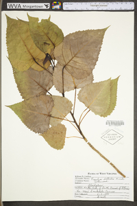 Populus deltoides subsp. deltoides image