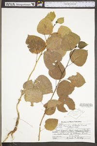 Populus deltoides subsp. deltoides image