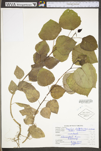 Populus deltoides subsp. deltoides image