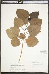 Populus deltoides subsp. deltoides image