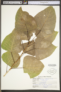 Populus deltoides subsp. deltoides image