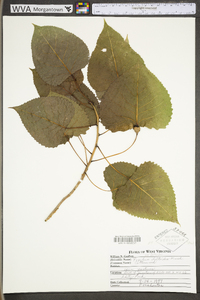 Populus deltoides subsp. deltoides image