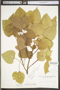 Populus deltoides subsp. deltoides image