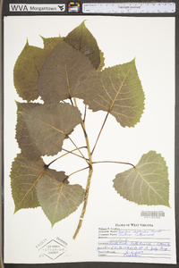 Populus deltoides subsp. deltoides image