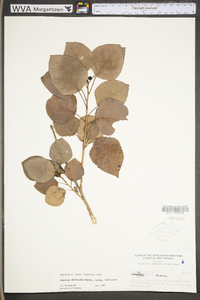 Populus deltoides subsp. deltoides image