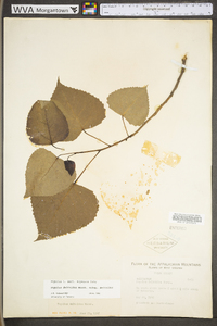 Populus deltoides subsp. deltoides image