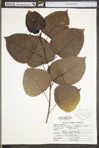 Populus deltoides subsp. deltoides image