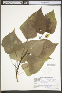 Populus deltoides subsp. deltoides image