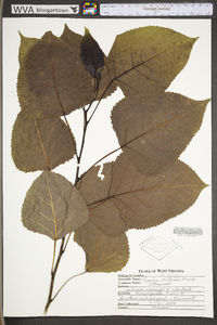 Populus deltoides subsp. deltoides image