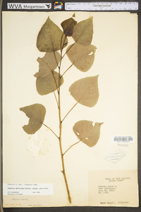 Populus deltoides subsp. deltoides image