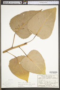 Populus deltoides subsp. deltoides image