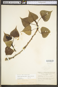 Populus deltoides subsp. deltoides image