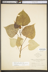 Populus deltoides subsp. deltoides image