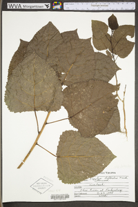 Populus deltoides subsp. deltoides image