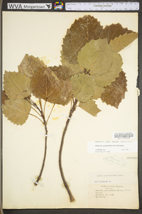 Populus grandidentata image