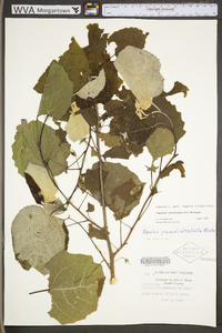 Populus grandidentata image