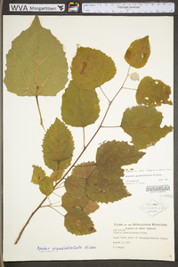 Populus grandidentata image